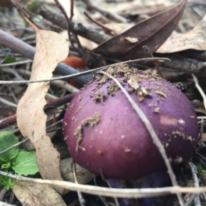 Cortinarius archeri s.l. at Belconnen, ACT - 31 Jul 2016 03:46 PM