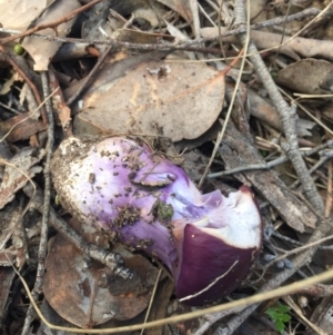 Cortinarius archeri s.l. at Belconnen, ACT - 31 Jul 2016 03:46 PM