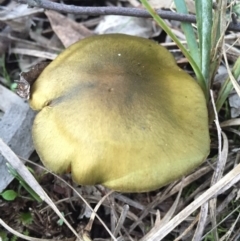 Dermocybe austroveneta (Green Skinhead) at P11 - 31 Jul 2016 by AaronClausen