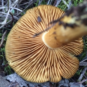 Cortinarius austrovenetus at Hackett, ACT - 31 Jul 2016