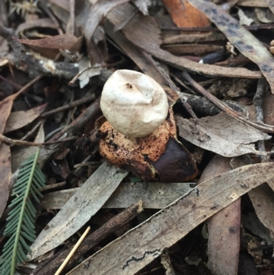 Geastrum sp. (Geastrum sp.) at P11 - 31 Jul 2016 by AaronClausen