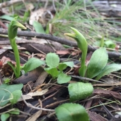 Pterostylis nutans (Nodding Greenhood) at Hackett, ACT - 31 Jul 2016 by AaronClausen