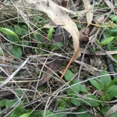 Pterostylis nutans at Hackett, ACT - 31 Jul 2016