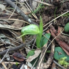 Pterostylis nutans at Hackett, ACT - 31 Jul 2016