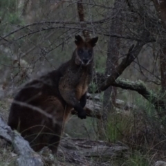 Wallabia bicolor (Swamp Wallaby) at Mount Majura - 31 Jul 2016 by AaronClausen