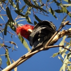 Callocephalon fimbriatum at Canberra Central, ACT - suppressed