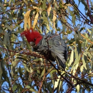 Callocephalon fimbriatum at Canberra Central, ACT - suppressed