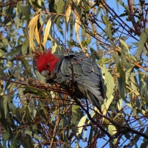 Callocephalon fimbriatum at Canberra Central, ACT - suppressed