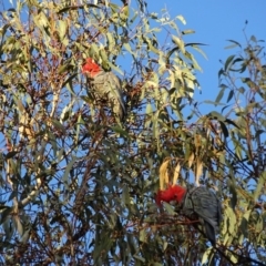 Callocephalon fimbriatum at Canberra Central, ACT - suppressed