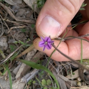 Thysanotus patersonii at Tuggeranong DC, ACT - 8 Oct 2015 12:55 PM