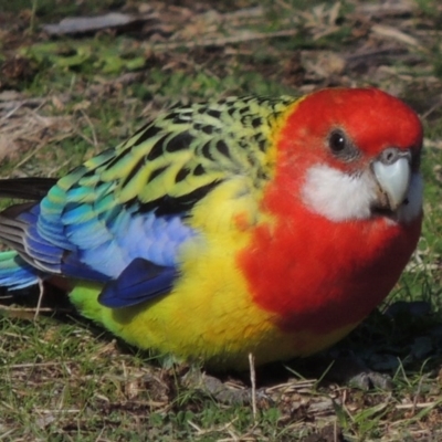 Platycercus eximius (Eastern Rosella) at Conder, ACT - 26 Jul 2016 by MichaelBedingfield