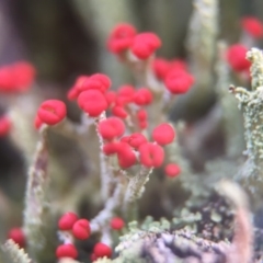 Cladonia sp. (genus) (Cup Lichen) at Belconnen, ACT - 31 Jul 2016 by JasonC