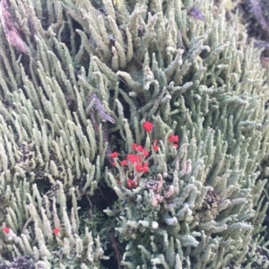 Cladonia sp. (genus) at Belconnen, ACT - 1 Aug 2016 09:07 AM