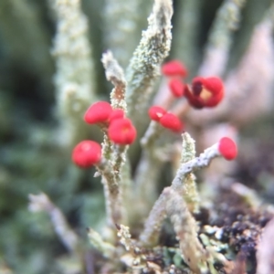 Cladonia sp. (genus) at Belconnen, ACT - 1 Aug 2016 09:07 AM