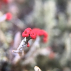 Cladonia sp. (genus) at Belconnen, ACT - 1 Aug 2016