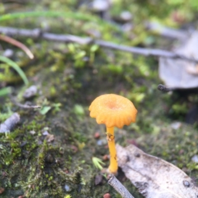 Lichenomphalia chromacea (Yellow Navel) at Aranda Bushland - 31 Jul 2016 by JasonC