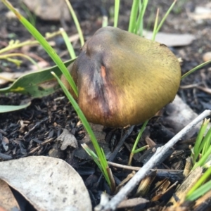 Cortinarius austrovenetus at Belconnen, ACT - 1 Aug 2016 09:09 AM