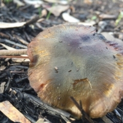 Cortinarius austrovenetus at Belconnen, ACT - 1 Aug 2016