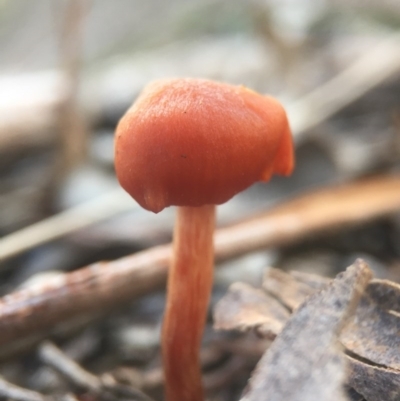 Laccaria sp. (Laccaria) at Belconnen, ACT - 31 Jul 2016 by JasonC