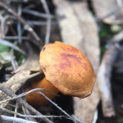 Unverified at Aranda Bushland - 1 Aug 2016 by JasonC