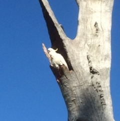 Cacatua galerita (Sulphur-crested Cockatoo) at Deakin, ACT - 1 Aug 2016 by jks