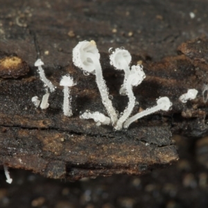 Hemimycena sp. at Macquarie, ACT - 31 Jul 2016