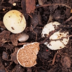 Descomyces albus (A native truffle) at Macquarie, ACT - 30 Jul 2016 by Heino