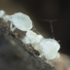 Physalacria aff. bambusae at Macquarie, ACT - 10 Feb 2016