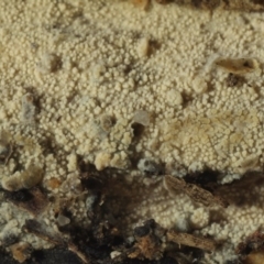 Hyphodontia floccosa at Macquarie, ACT - 13 Jul 2016 by Heino