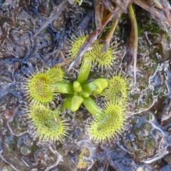 Drosera sp. (A Sundew) at Mount Mugga Mugga - 31 Jul 2016 by Mike