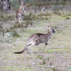 Macropus giganteus at Garran, ACT - 31 Jul 2016 03:37 PM