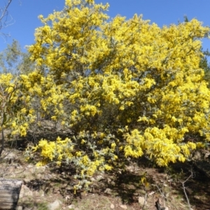 Acacia baileyana at Isaacs, ACT - 31 Jul 2016