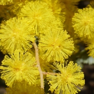 Acacia baileyana at Isaacs, ACT - 31 Jul 2016