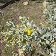 Acacia podalyriifolia (Queensland Silver Wattle) at Isaacs, ACT - 31 Jul 2016 by Mike