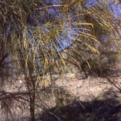 Allocasuarina verticillata at Isaacs, ACT - 31 Jul 2016 12:52 PM