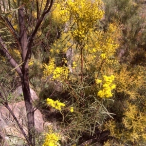 Acacia boormanii at Isaacs, ACT - 31 Jul 2016