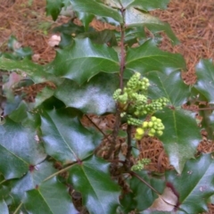 Berberis aquifolium (Oregon Grape) at Isaacs, ACT - 29 Jul 2016 by Mike