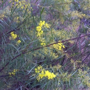 Acacia boormanii at O'Malley, ACT - 31 Jul 2016