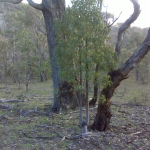 Brachychiton populneus subsp. populneus at O'Malley, ACT - 31 Jul 2016 03:29 PM