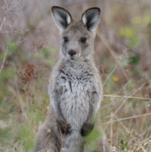 Macropus giganteus at Garran, ACT - 28 Mar 2016