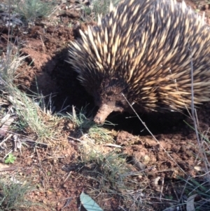 Tachyglossus aculeatus at Gungahlin, ACT - 3 Aug 2016 04:29 PM