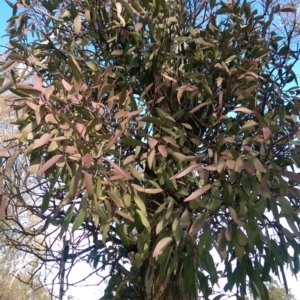 Muellerina eucalyptoides at Flynn, ACT - 3 Aug 2016