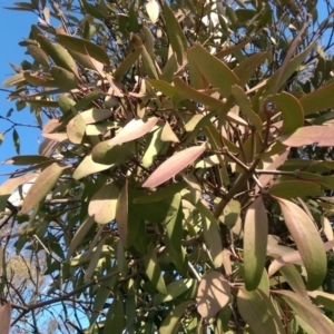 Muellerina eucalyptoides at Flynn, ACT - 3 Aug 2016