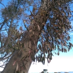 Muellerina eucalyptoides at Flynn, ACT - 3 Aug 2016