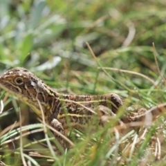 Tympanocryptis lineata (Canberra Grassland Earless Dragon, Lined Earless Dragon) at Fyshwick, ACT - 10 Apr 2012 by RobSpeirs