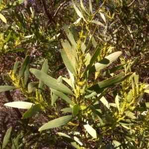 Acacia longifolia subsp. longifolia at Isaacs, ACT - 3 Aug 2016 01:52 PM