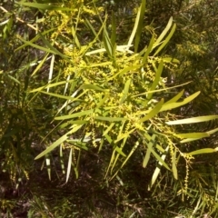 Acacia floribunda (White Sally Wattle, Gossamer Wattle) at Isaacs, ACT - 3 Aug 2016 by Mike