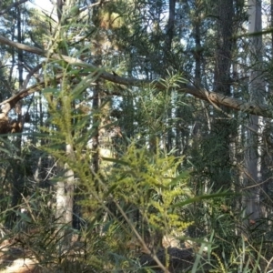 Acacia floribunda at Isaacs Ridge - 4 Aug 2016