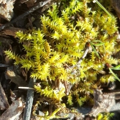 Triquetrella (A trailing moss) at Isaacs, ACT - 3 Aug 2016 by Mike