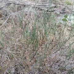 Discaria pubescens (Australian Anchor Plant) at Bullen Range - 2 Aug 2016 by LukeMcElhinney